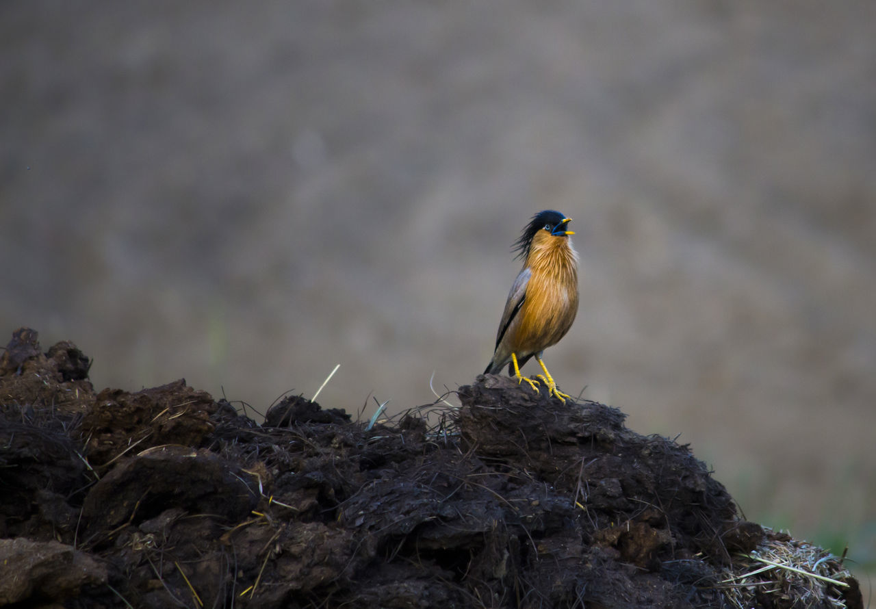 Bird with dashing hari