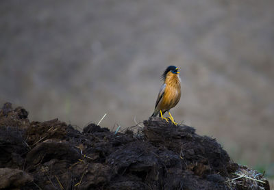 Close-up of bird perching on rock