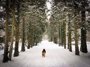 German shepherd walking alone on a snowy road surrounded by evergreen trees covered in snow