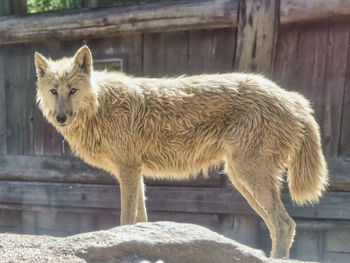animal