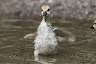 Close-up of a bird in lake