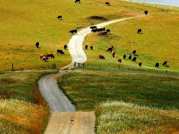 High angle view of sheep grazing on field