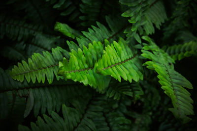 Close-up of fern leaves