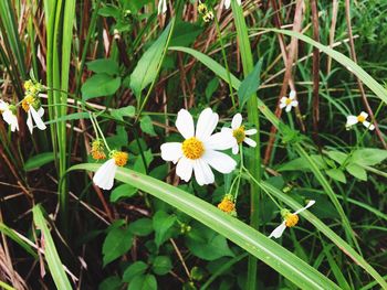 High angle view of white flowers blooming on field