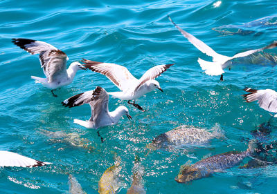 High angle view of seagulls over sea chasing fish 