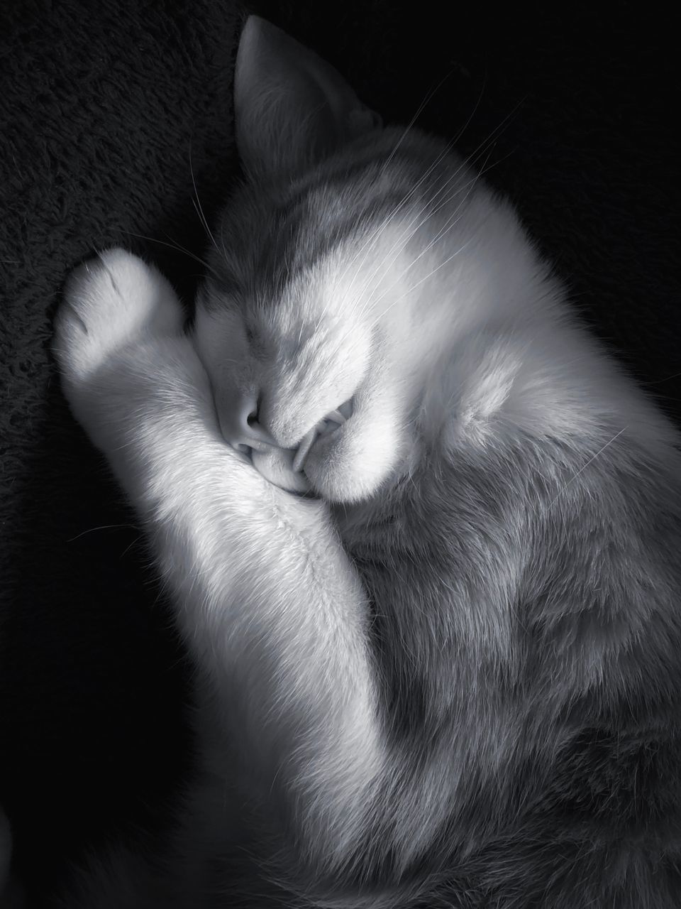 CLOSE-UP OF CAT SLEEPING ON BED