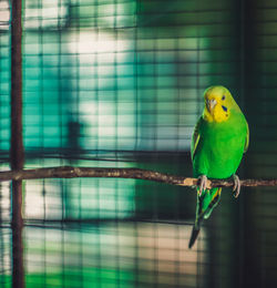 Close-up of parrot perching on floor