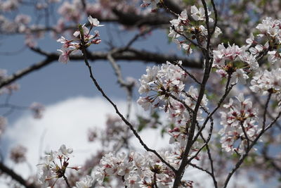 Close-up of cherry blossoms in spring