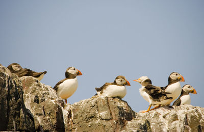 Low angle view of puffin birds perching on rock against sky