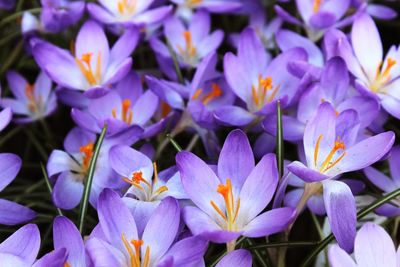 Close-up of purple flowers