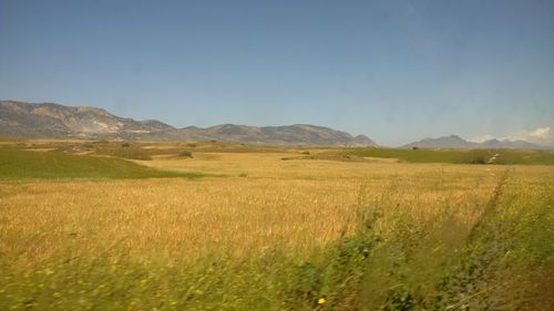 Scenic view of field against clear sky