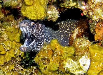Fish underwater