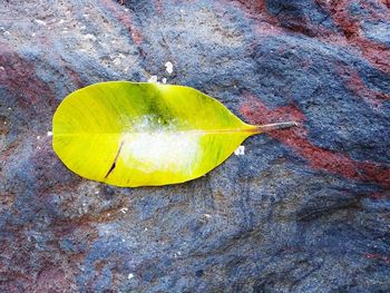Close-up of yellow leaf on rock