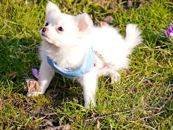 High angle view of dog on field