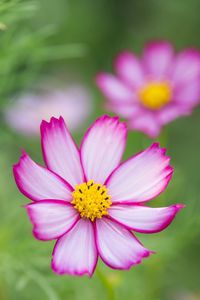 Close-up of pink flower