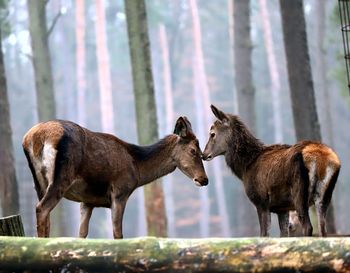 Side view of two horses in the forest