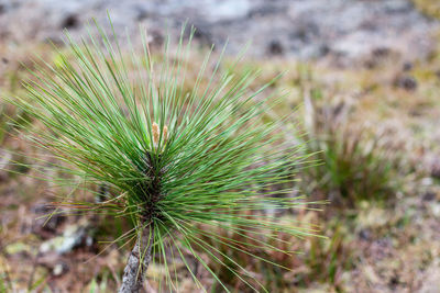 Close-up of plant growing on field