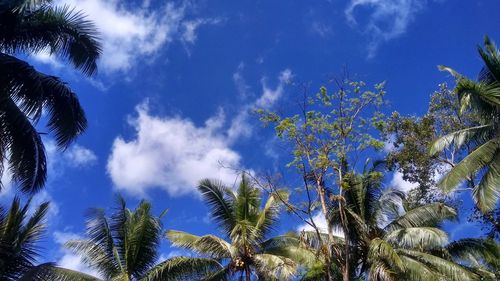 Low angle view of palm trees against blue sky