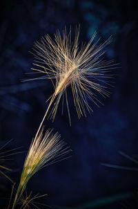 Close-up of dandelion on field at night