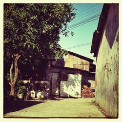 Houses along trees