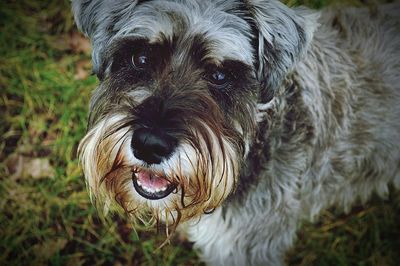 Close-up portrait of dog