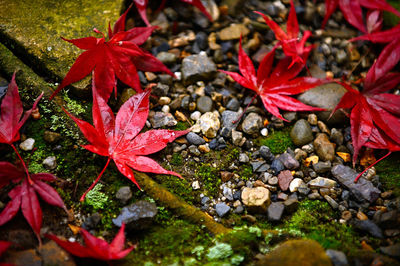 High angle view of red maple leaves on field