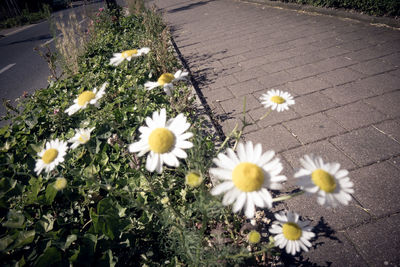 High angle view of white daisy flowers on field