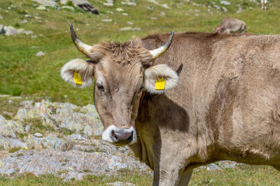 Portrait of cow standing in farm