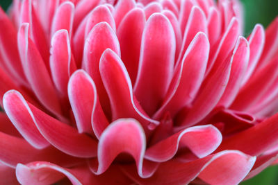 Close-up of pink flower