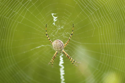 Close-up of spider on web