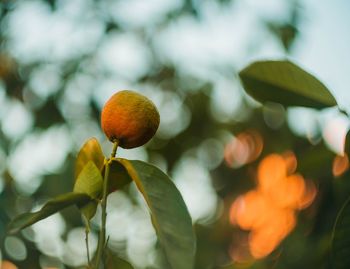 Close-up of fruit growing on tree