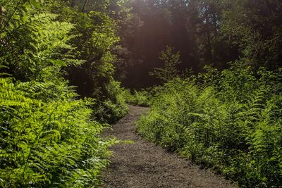 Road amidst trees in forest