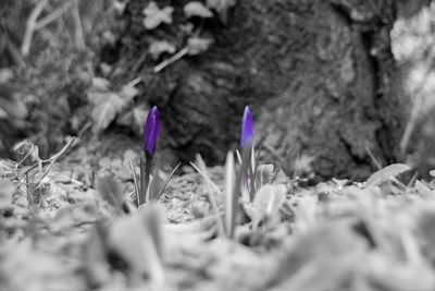 Close-up of flowers blooming outdoors