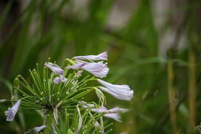 Close-up of white flowering plant