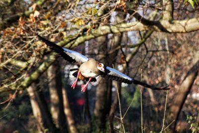 Close-up of bird perching on tree