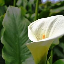 Close-up of white flowers