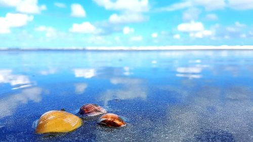 Close-up of crab on beach against blue sky