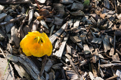 Close-up of yellow flowering plant on field