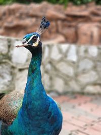 Close-up of peacock