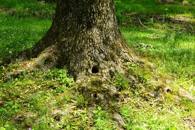 Tree trunk in forest