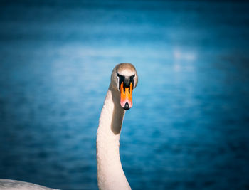 Close-up of swan