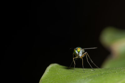 Macro shot of fly on leaf against black background