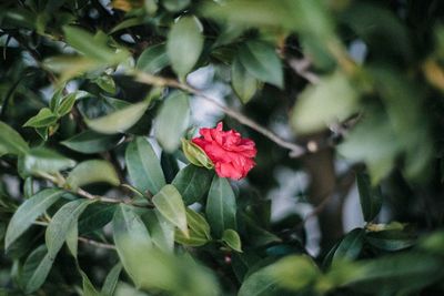 Close-up of red flowering plant