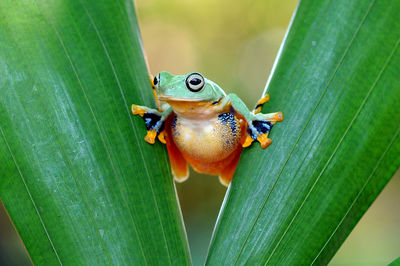 Close-up of frog on leaf