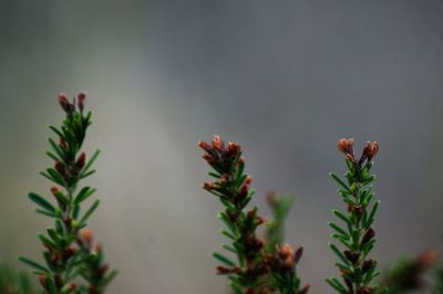 Close-up of plant