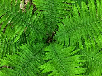 Full frame shot of green leaves