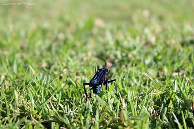 Close-up of butterfly on grassy field