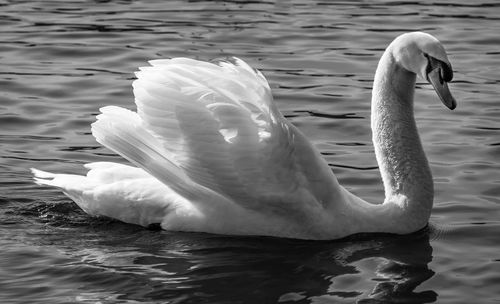 Swan swimming in lake