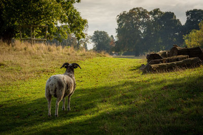 Sheep standing in a field