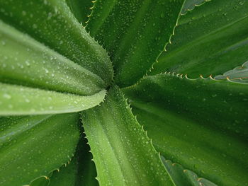 Full frame shot of wet plant